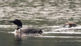 Common Loon with young