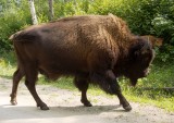Wood bison male