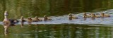 Lesser Scaup female and ducklings