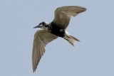 Black Tern in flight