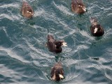 Surf Scoters from the ferry