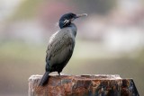 Brandts Cormorant in breeding plumage, Edmonds, WA