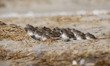 Dunlin flock roosting