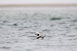 Long-Tailed Duck, Essex Bay March 2014