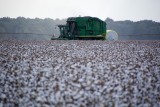Cotton harvester in the field, looking like a beast from a Miyazaki film