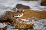 Ruddy Turnstone, Gooseberry Neck