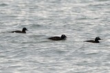 White-Winged Scoters, Gooseberry Neck