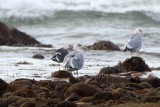 Lesser Black-Backed Gull with Herring Gulls, Gooseberry Neck