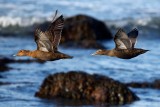 Common Eiders, Gooseberry Neck