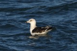pretty sure this is a great black-backed gull, not a lesser.
