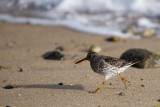 Purple Sandpiper, Gooseberry Neck