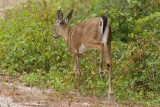 White-Tailed Deer at Cape San Blas