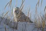 Snowy Owl at Crane Beach, Ipswich