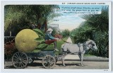 A Wagon Load of Grape Fruit, Florida