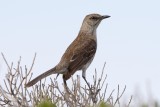 Bahama Mockingbird