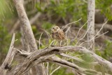 Burrowing Owl