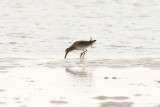 Short-Billed Dowitcher