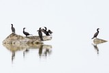 Neotropic Cormorants