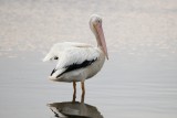 White Pelican, Ding Darling March 2015
