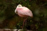 Roseate Spoonbill, Ding Darling March 2015