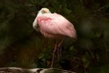 Roseate Spoonbill, Ding Darling March 2015