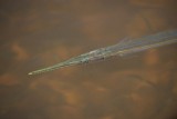 Needlefish, Ding Darling March 2015