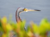 Louisiana Heron, Ding Darling March 2015