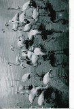 Flamingos Last Stand on Andros Island - p.640