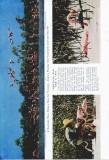 Flamingos Last Stand on Andros Island - p.648
