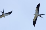 two swallow-tailed kites