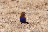 purple grenadier male