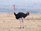 ostrich (male)