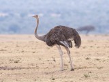 ostrich (female)