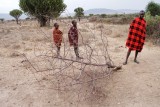 Our Maasai translator (right) with tree that serves as front door to boma