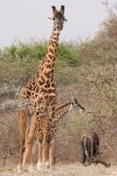 Maasai giraffes - adult male and baby