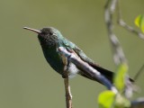 Cuban Emerald male, South Andros