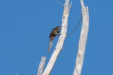 Great Lizard-Cuckoo adult climbing dead casuarina