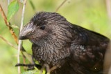 Smooth-billed ani, South Andros