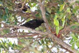 Red-winged blackbird, Bahamian subspecies, Fresh Creek Airport
