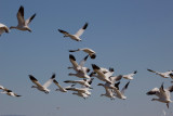 Canadian Snow Geese