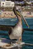 California Brown Pelican