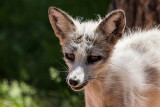 Arctic Fox