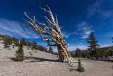 Bristlecone Pine Forest