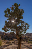 Juniper and late afternoon Sun