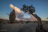 Tree and Rock