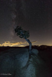 A Lone Pinyon Forever