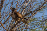 Red Tail Hawk