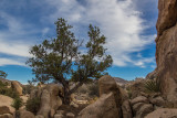 Pinyon Pine