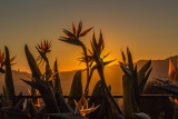 Bird of Paradise, California Sunset