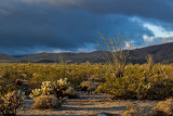 Desert Landscape and Ocotillo Bloom